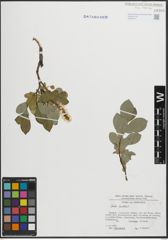 Foto von Salix hastata L.